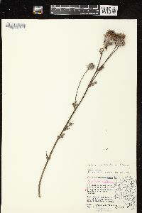 Cirsium muticum image