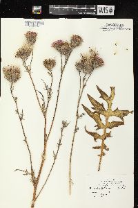 Cirsium muticum image