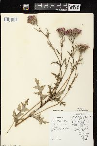 Cirsium muticum image