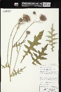 Cirsium muticum image