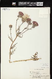 Cirsium muticum image