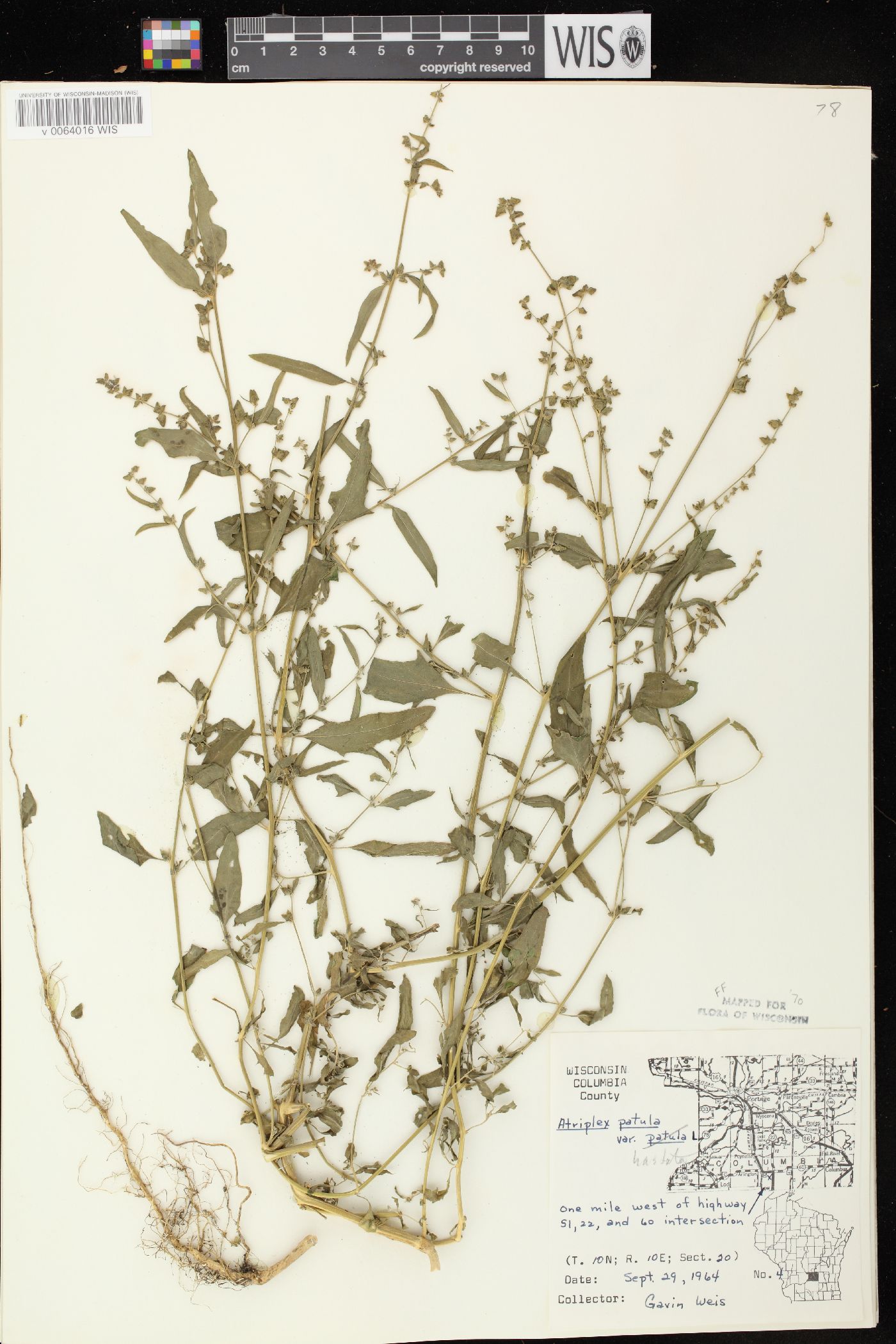Atriplex prostrata image