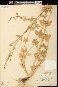 Atriplex prostrata image