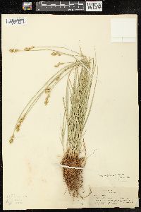 Carex subfusca image