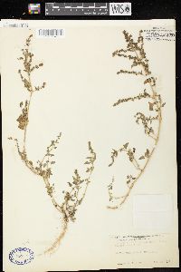 Atriplex prostrata image