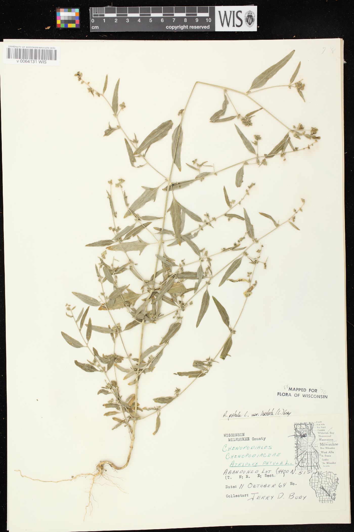 Atriplex prostrata image
