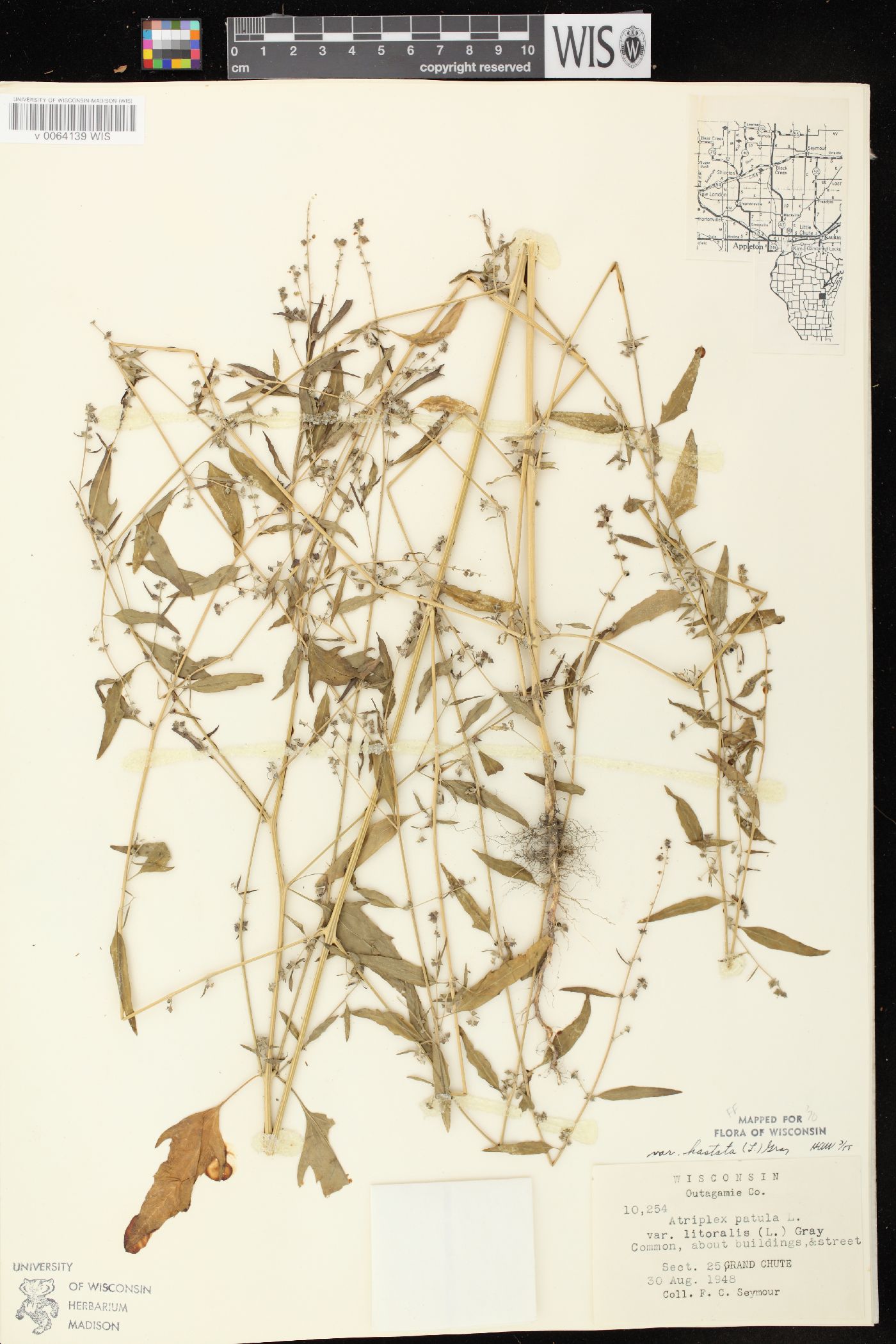 Atriplex prostrata image