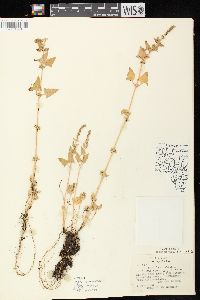 Atriplex prostrata image