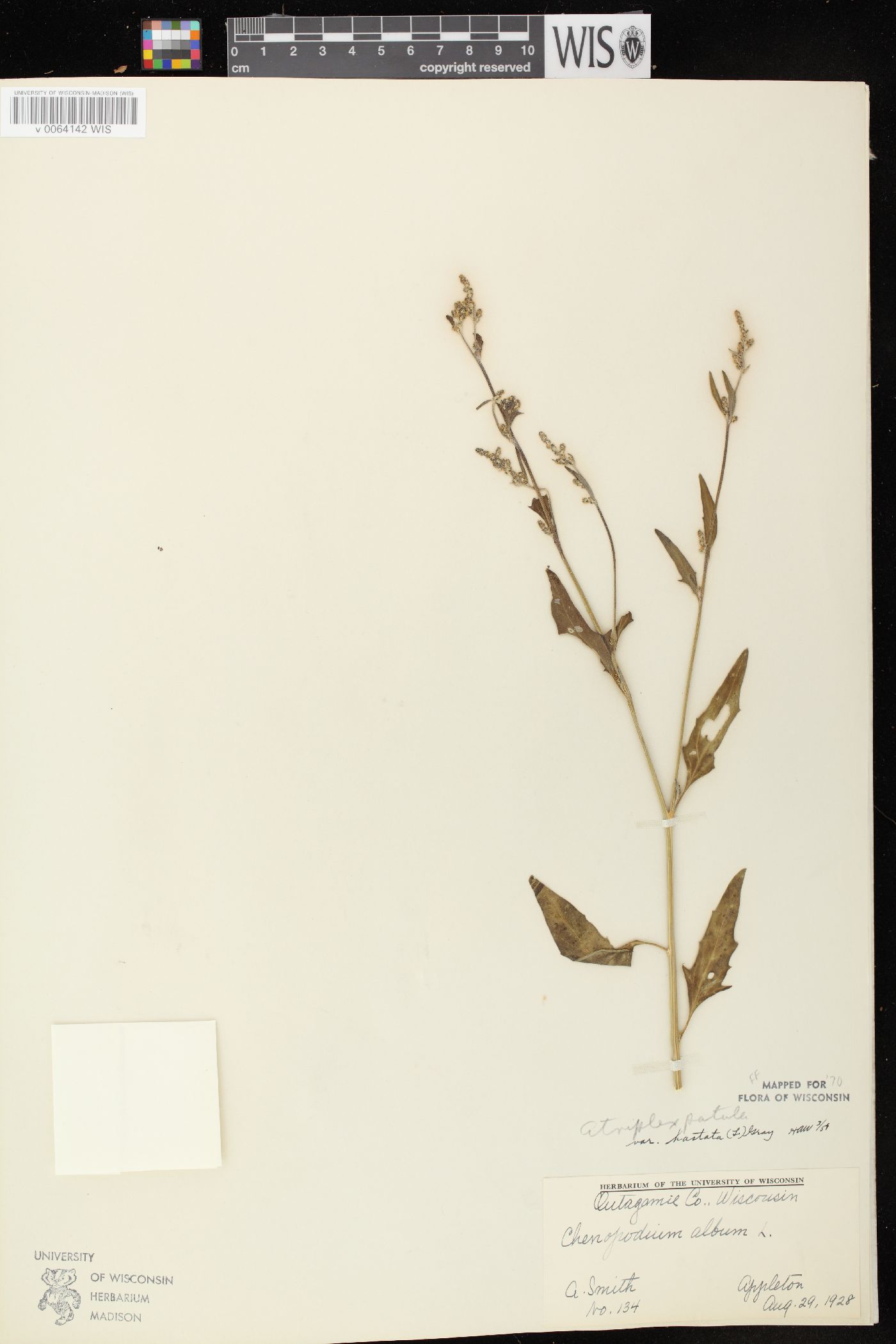 Atriplex prostrata image