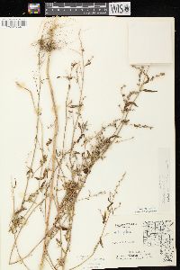 Atriplex prostrata image