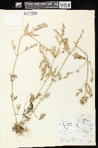 Atriplex prostrata image