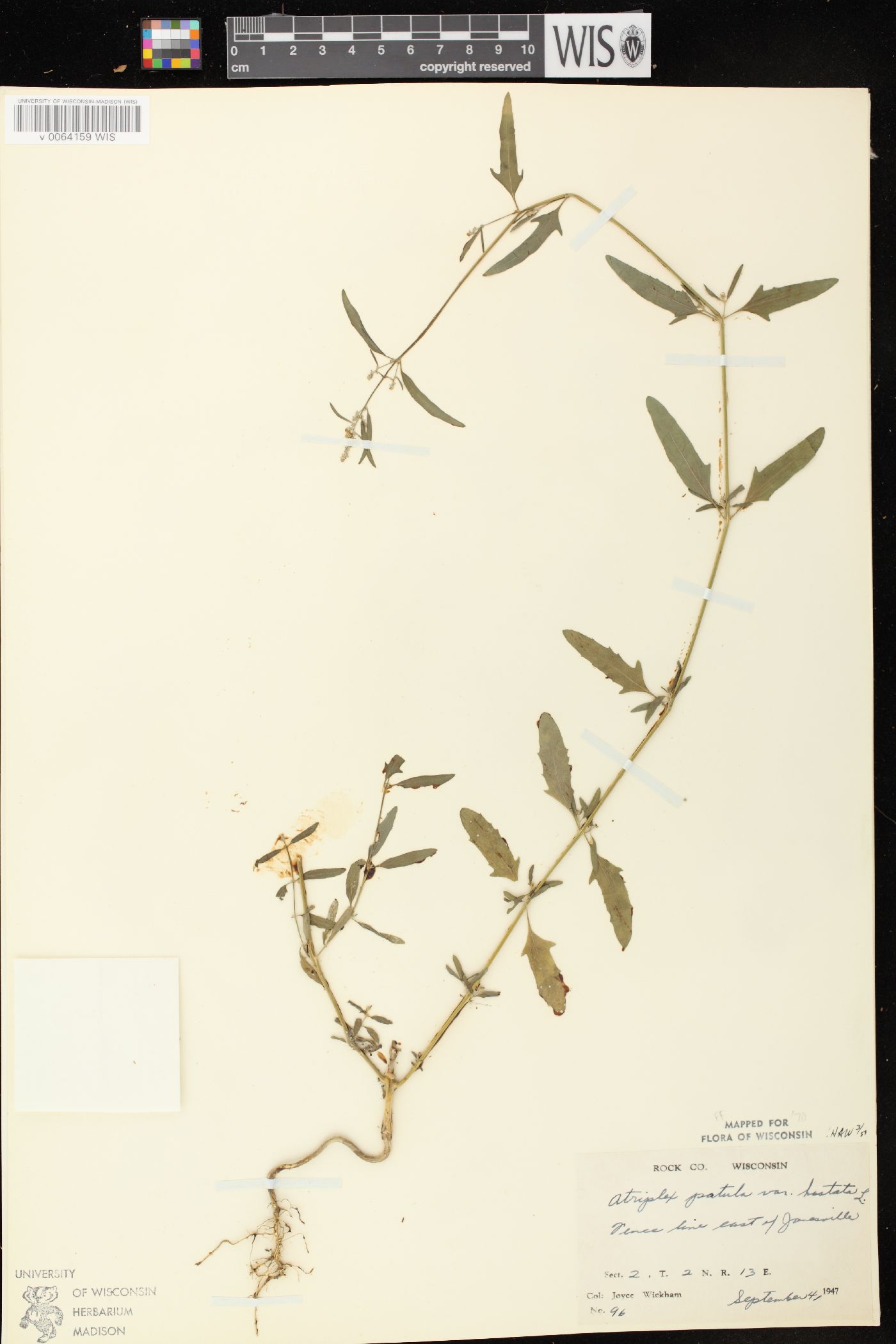 Atriplex prostrata image