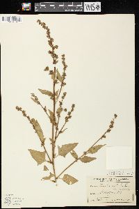 Atriplex prostrata image