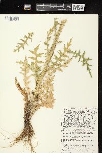 Cirsium palustre image