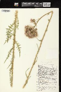 Cirsium palustre image