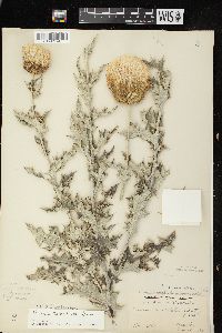 Cirsium undulatum image