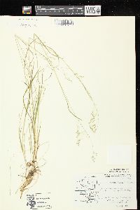 Poa paludigena image