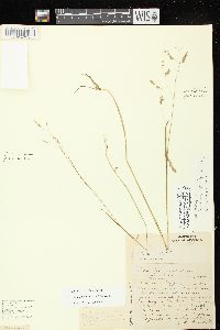 Poa paludigena image