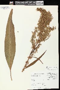 Rumex orbiculatus image