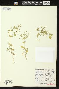 Stellaria aquatica image