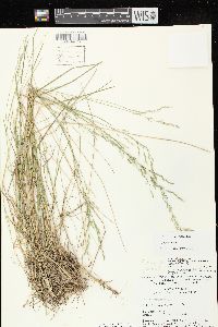 Poa glauca image