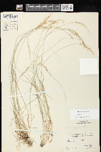 Poa glauca image