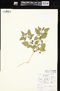 Solanum ptychanthum image