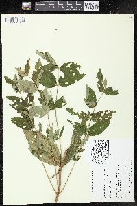 Lysimachia vulgaris image