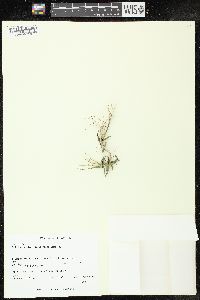 Epilobium strictum image