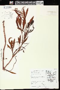 Rumex triangulivalvis image