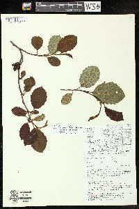 Alnus incana subsp. rugosa image