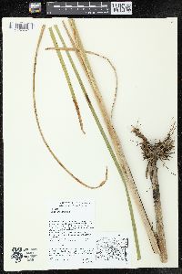 Typha angustifolia image