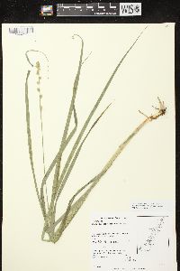 Carex sparganioides image