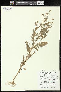 Rorippa palustris subsp. fernaldiana image