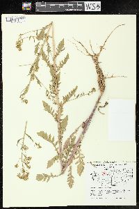 Rorippa palustris subsp. fernaldiana image