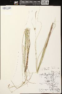 Carex oligosperma image