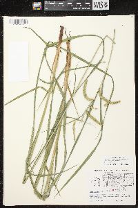 Carex crinita var. crinita image