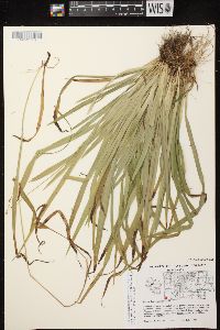 Carex leptonervia image