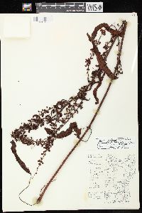 Rumex x acutus image