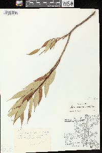 Salix serissima image