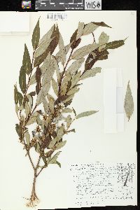 Salix serissima image