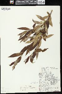 Salix serissima image