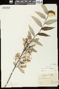 Salix serissima image