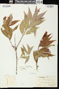 Salix serissima image