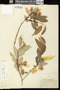 Salix serissima image