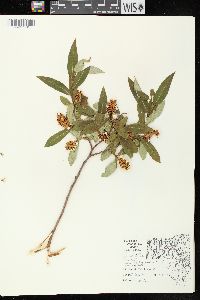 Salix serissima image