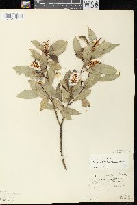 Salix serissima image