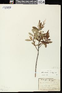 Salix serissima image