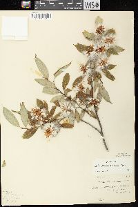 Salix serissima image