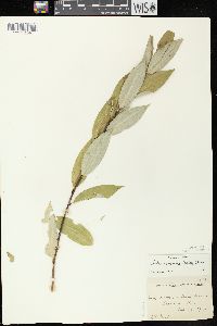 Salix serissima image